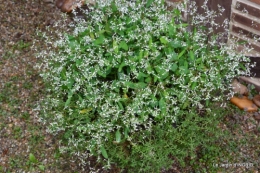jardin ,bouquet 092.JPG