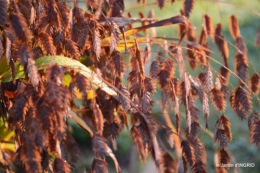 automne 2016 006.JPG