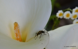 fleurs,roses,le cygne,les pts fruits 001.JPG