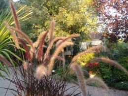 fuschias,sauges,asters,pour le troc, 110.JPG