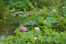 orage,puces,bouquet,Anniv.Ines,Brantome,Jardins d'eau 224.JPG
