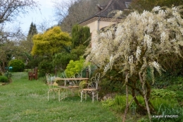 jardin confiné ,osier,magnolia jaune 038.JPG