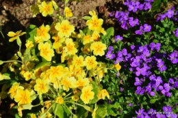 tour du jardin printemps 017.JPG