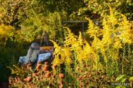 citrouilles,jardin matin et soir 054.JPG