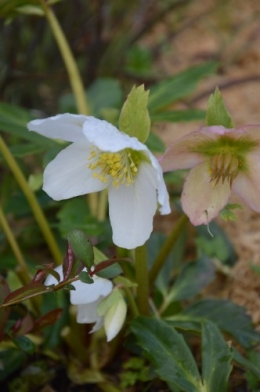 Beaumont,tulipes,primevères et autres,chez Bernadette 114.JPG
