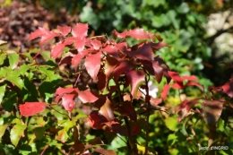 DSC_0250.JPG