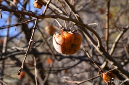 dernières automne,givre,chat 038.JPG