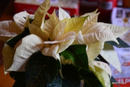 automne jardin,marché de noel Sarlat,noel maison 133.JPG