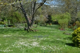 avant tonte,après,euphorbes,tulipes botaniques,autres 018.JPG