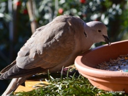 grande haie,tourterelles,oiseaux,dégats gelée 016.JPG