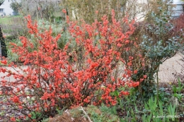 filles, fleurs printemps,semis 019.JPG