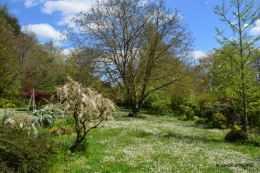 tour de jardin d'avril ,tonte 033.JPG
