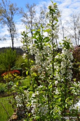 canards,pivoine,malus,abeilles,jardin 069.JPG
