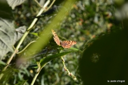 jardin octobre,chez Marylaur,Arnaud ,Ariane,la mer,sauges 239.JPG