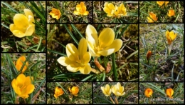 2015-02-09 tulipes,crocus ,jardin.jpg