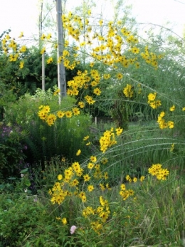 les Essards,concours terre neuve,jardin, 058.JPG