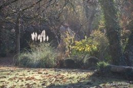composition,kakis,jardin givré,asclépias,lalinde 030.JPG