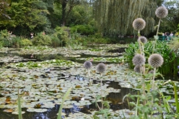 bouquet,jardin de Monet,les vaches,Pourville sur mer 104.JPG