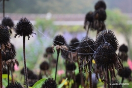 brouillard le matin d'automne 030.JPG
