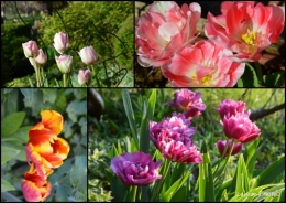 2017-05-06 Julie,Lalinde,Cygnes,Roses,Osier à Monbazillac.jpg