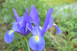 rosier de banks,Mme Al.,corète,cane,ancolies,iris,julienne 013.JPG