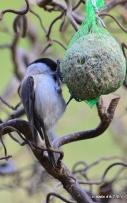 les oiseaux ,2 partie 092.JPG