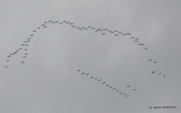 grues ,jonquilles,violettes,Nikky 031.JPG