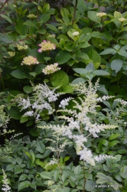 inondation,jardin,oeufs cygnes,chez Nathalie 019.JPG