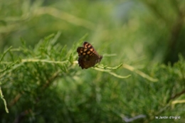 coeur des fleurs,papillons,libellules 123.JPG