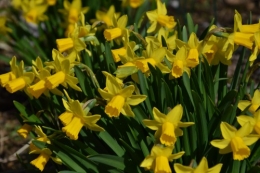 crocus,nichoirs,jonquilles,jardin,coucher du soleil 047.JPG