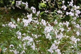 jardin avril 105.JPG