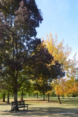 La Romieu,Coursiana,chez Renée,Ginkgo biloba 116.jpg