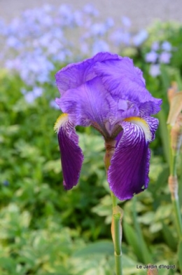géraniums,glycine Monpazier,cabane,arums,fleurs sauvages 022-001.JPG