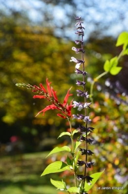 Automne 2021 036.JPG