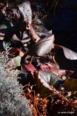 dernières automne,givre,chat 031.JPG