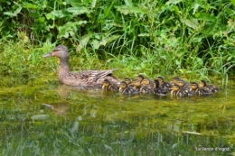 puces Lalinde,bébés canards,au moulin souci 071.JPG