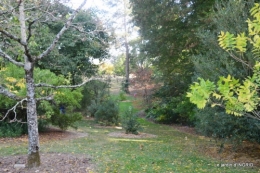 La Romieu,Coursiana,chez Renée,Ginkgo biloba 103.jpg