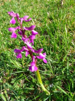 avil2012 002.JPG