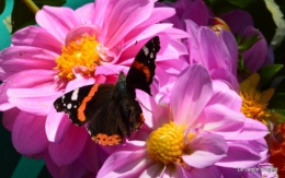 jardin automne,Arya avec Nicky 117.JPG