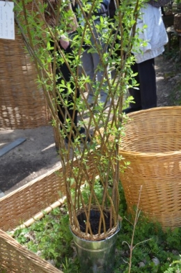 ancolies,jardins de la Brande,les filles et Caro 068.JPG