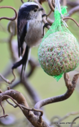 les oiseaux ,2 partie 072.JPG