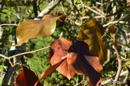 dernières automne,givre,chat 025.JPG