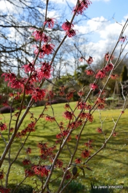jardin ,semis,marron 029.JPG