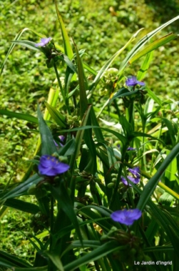 fleurs bleues,hortensia bleu,moi bébé 022.JPG