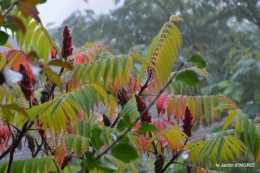 brouillard le matin d'automne 080.JPG