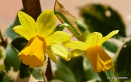jardinière,insectes,achats 004.JPG