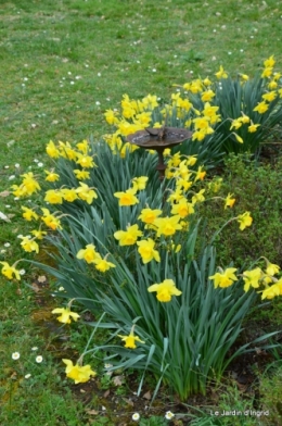 jardin printemps 004.JPG