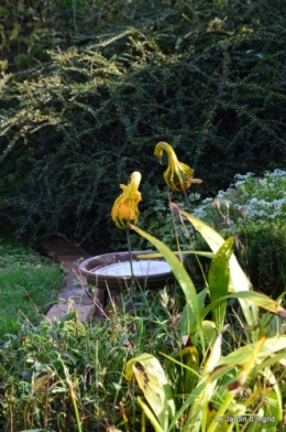 jardin automne,Arya avec Nicky 116.JPG