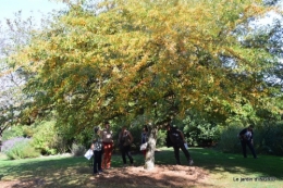 La Romieu,Coursiana,chez Renée,Ginkgo biloba 088.jpg