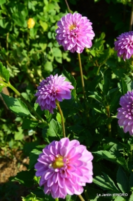 dahlias,jardin,puces st Avit Seigneur,Paniers Issigeac,Romane 056.JPG